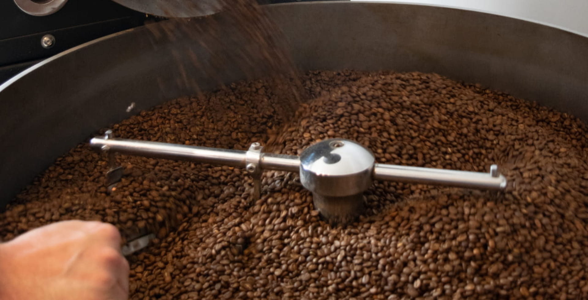 Contrôle des grains de café lors de la torréfaction artisanale réalisée par l'équipe des Torrefacteurs Français