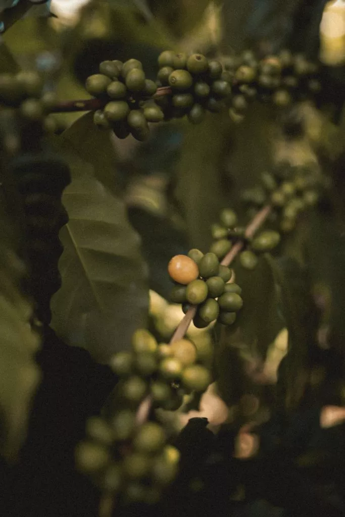 Comment répondre aux besoins des différentes variétés de caféiers ?