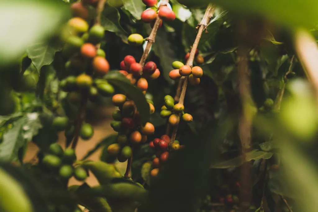 Comment s'effectue la récolte des cerises ?