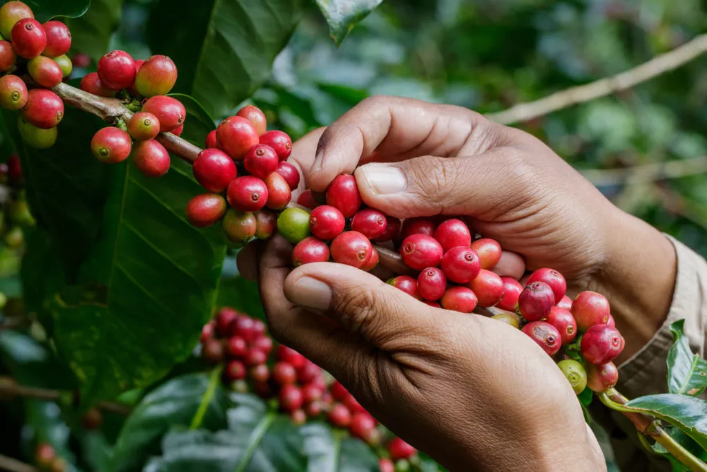 des cerise de. café. Ces baies sont la forme la plus basique des café, elles sont de couleur rouge.