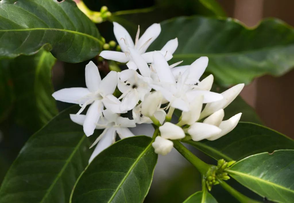 de magnifique fleurs de café de couleur blanche. elle seront très mignonnes dans votre maison/veranda