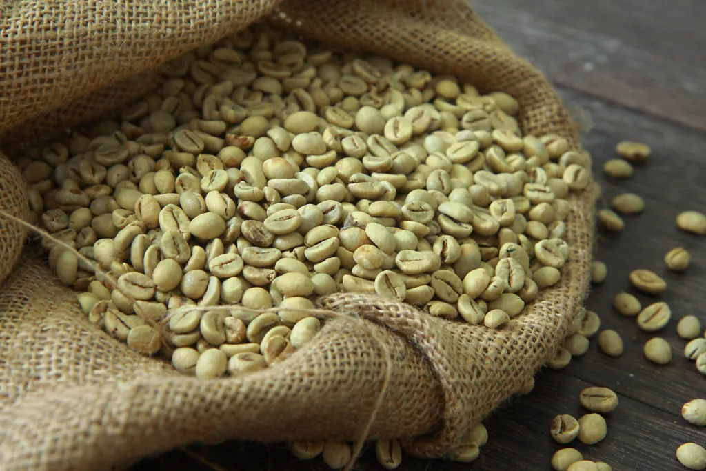 Des graines de café vert, la forme la plus basique des grain de café, elle permettra la pousse de la plante.