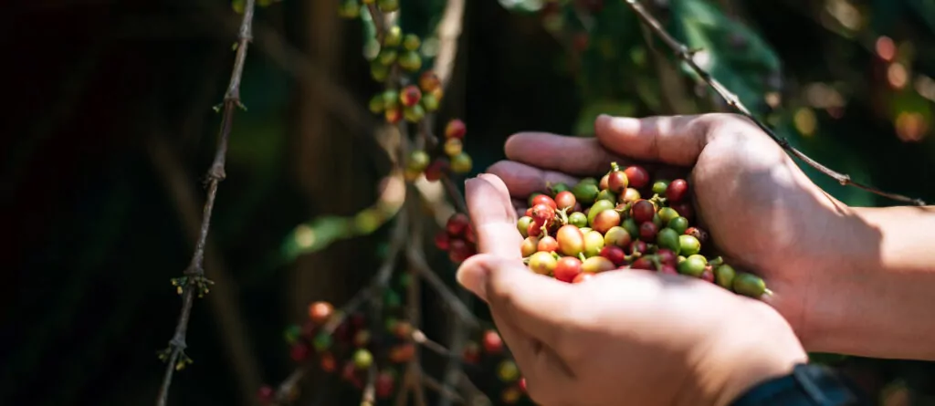 Cerises de café